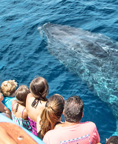A group of children stand with an adult science educator on a boat while watching a humpback whale swim underwater nearby.