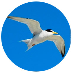 Southern California Terns