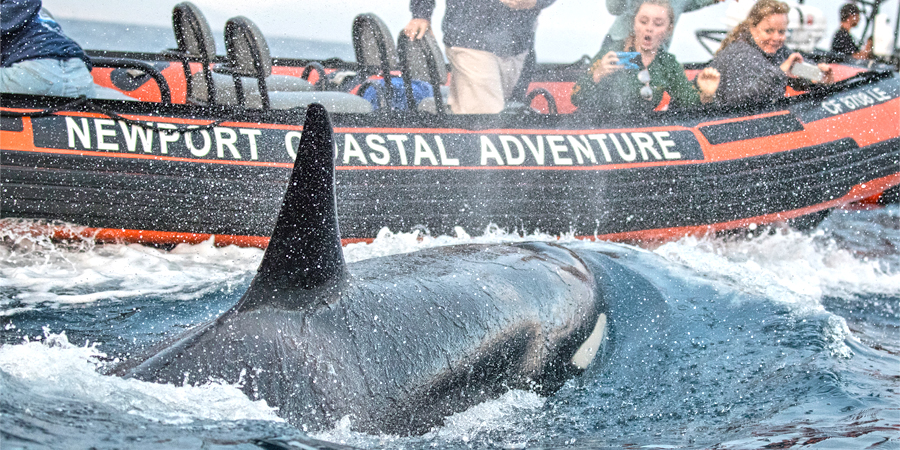 Women on a boat are surprised by a killer whale while they take photographs